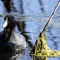 American Coot