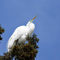 Great Egret