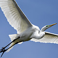 Great Egret Soaring
