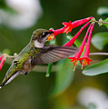 Hummingbird Feeding
