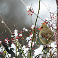 Winter Cardinal