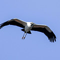 Wood Stork