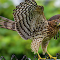 Cooper Hawk