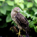 Cooper Hawk